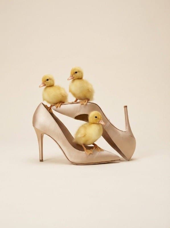 Three tiny fluffy yellow ducklings sitting on top of [OBJECT]. Soft beige backgr…؛ عکس ساخته‌شده با هوش مصنوعی و پرامپت فارسی در Axeto